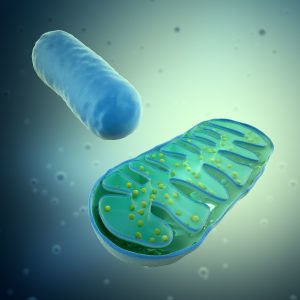 Mitochondria, Aging and PBM